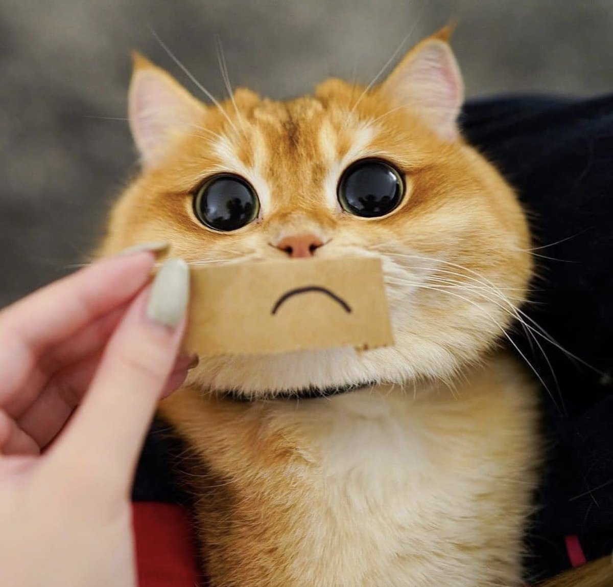 ShouldHaveCat's tweet photo. https://t.co/GN4Gqsvpj1