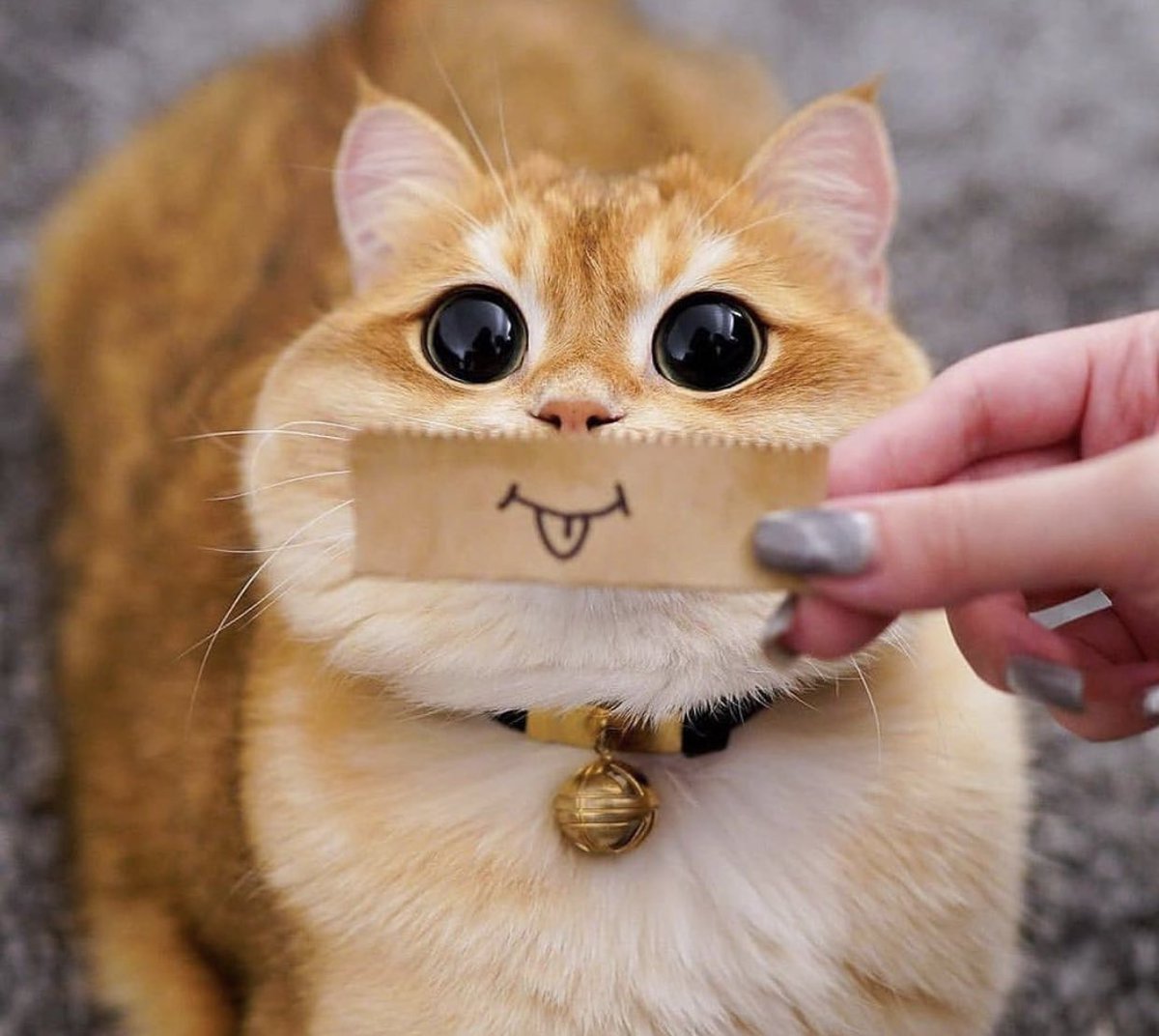 ShouldHaveCat's tweet photo. https://t.co/GN4Gqsvpj1