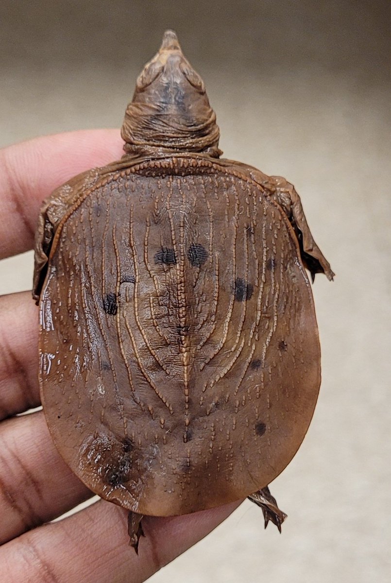 Tiny softshell turtles I studied during this museum visit.