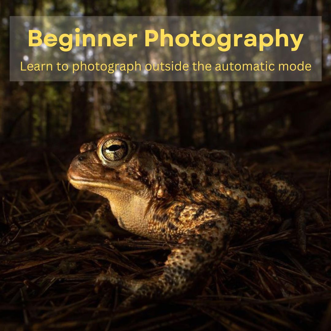 UPCOMING WORKSHOPS 📸 We have two new dates for the beginner photography workshop with @samsteph_ : Sept. 2nd–4th Sept. 8th–10th More Info here: stephenssamantha.com/photo-workshop