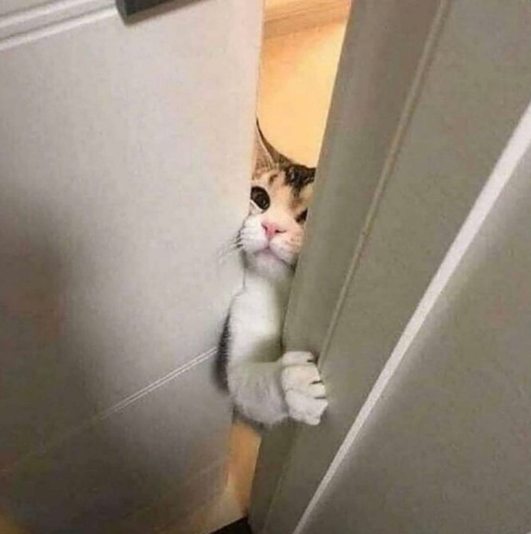 teambrrrt's tweet photo. Take 2: wyd if you’re on a date with this girl but MEEEEEEEEOOOOWW

#cats #whydowehavehands
(ERK) https://t.co/MqsKGF5rZq