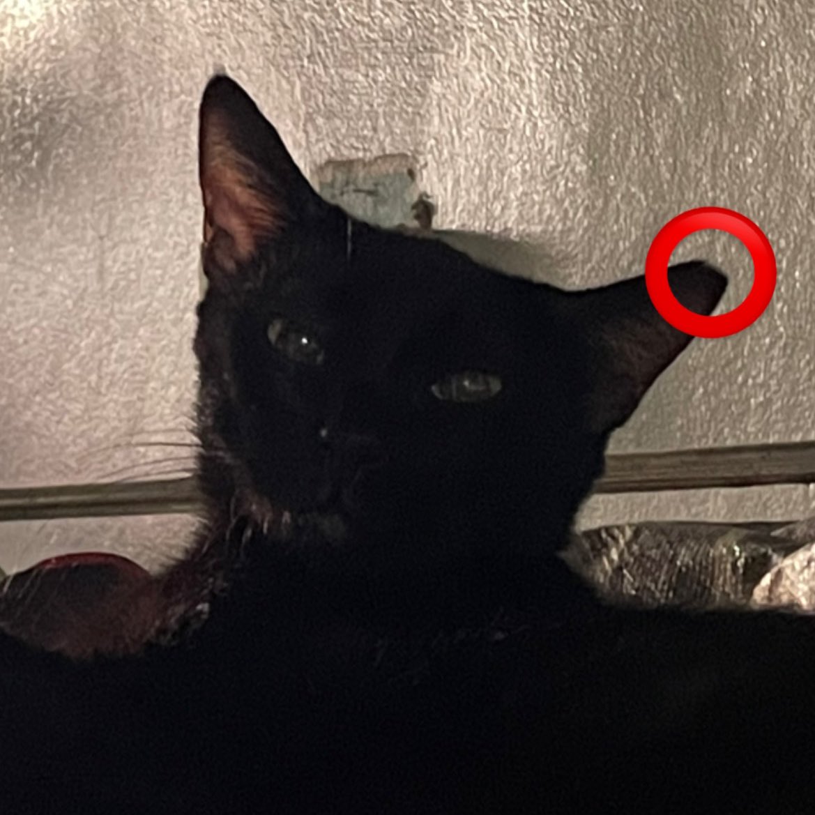 leipaprint's tweet photo. received dm regarding their ears ! 

just to inform everyone, this is an universal marking for cats na spayed or neutered already ! some may opt ear tattoo as well as their marking hehe https://t.co/fCzDv8DOQN