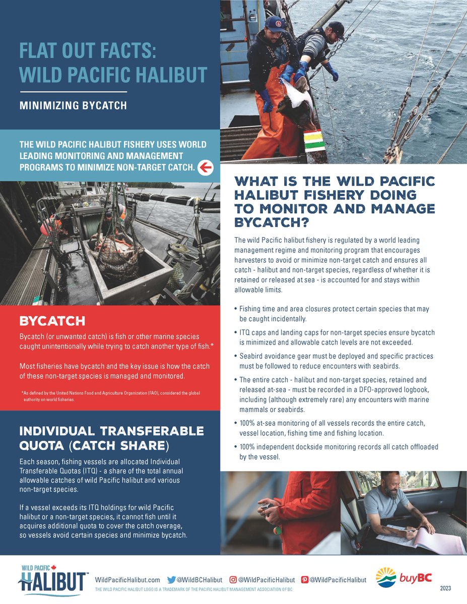 The Flat Out Facts about BYCATCH: the fish or other marine species caught unintentionally while trying to catch another type of fish. 

The #wildPacifichalibut fishery uses world leading monitoring and management programs to minimize non-target catch. You can be sure that our