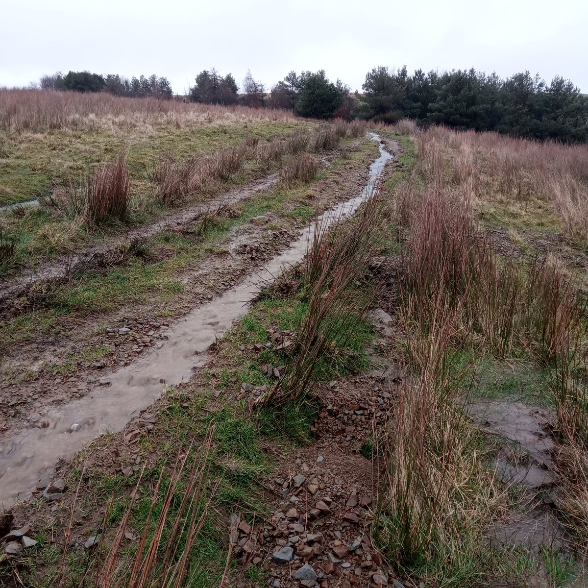PBridleway's tweet photo. This is a section of the #PennineBridleway in Lancashire 'before' and 'one-year-after' improvement works!  
Find out more about this major project by following the link 👉https://t.co/ww8jmBVJ5D
(📷 @LancashireCC and Pennine National Trails Partnership) https://t.co/H90fIJR5dO