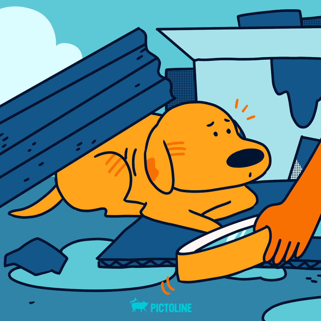 pictoline's tweet photo. Como cuando encuentras tu nuevo hogar 🐶💖

#DíaInternacionalDelPerroCallejero https://t.co/ij43NzNDFT