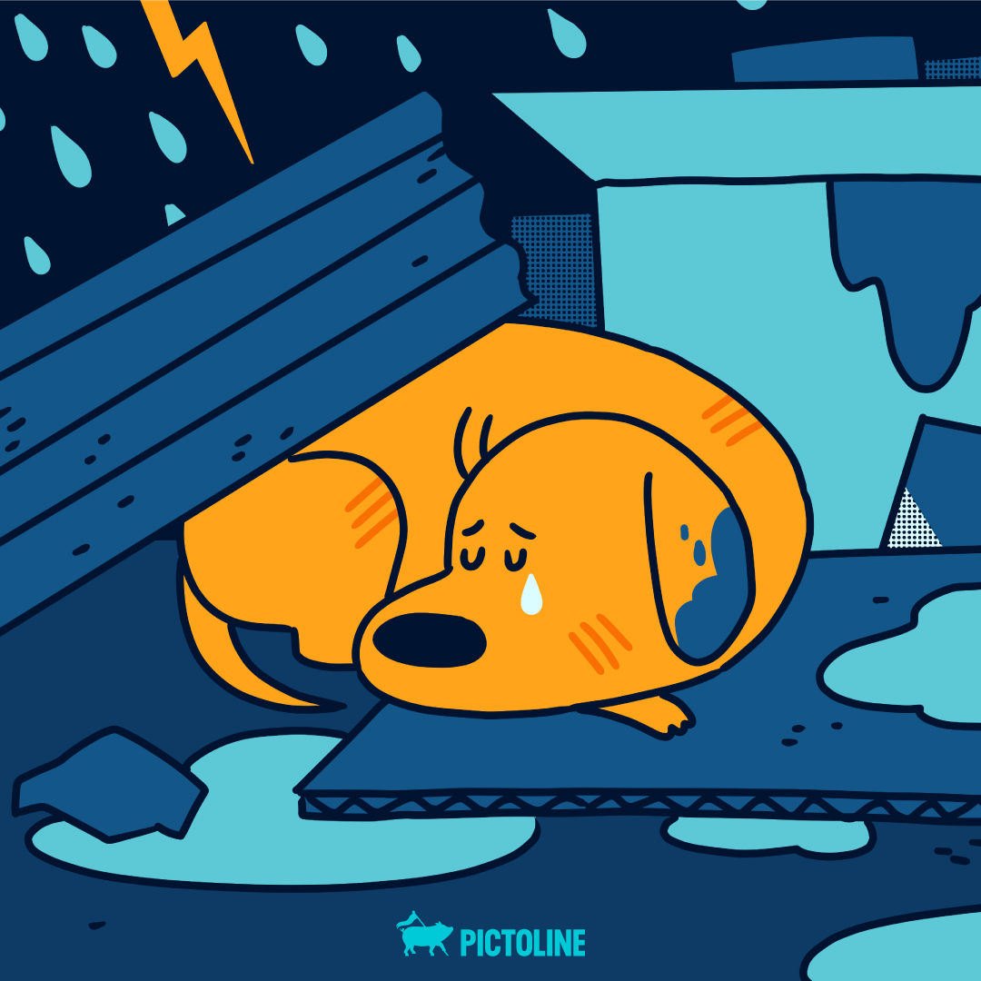 pictoline's tweet photo. Como cuando encuentras tu nuevo hogar 🐶💖

#DíaInternacionalDelPerroCallejero https://t.co/ij43NzNDFT