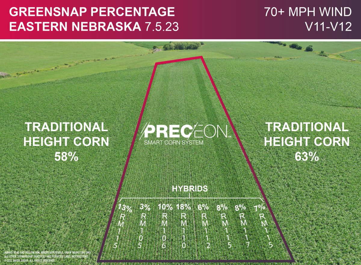 The short stature corn stood strong as a storm rolled through Eastern Nebraska. With over 70 mph winds 💨 , it proved to be more resistant to greensnap than its neighboring traditional height corn! #Preceon #SmartCornSystem #ShortCorn