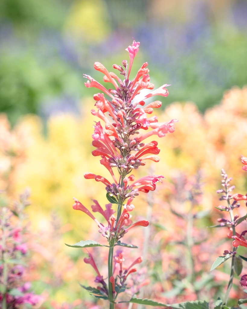 cornellfarm's tweet photo. With their tubular blooms in hues of yellow, orange, pink, and purple, Agastaches make an instant statement in the garden! 🌟 Sometimes called hummingbird mints for their pollinator value, these North American native perennials are not only lovely, but low-maintenance, too. 👍 https://t.co/VkpMZj7ZV1