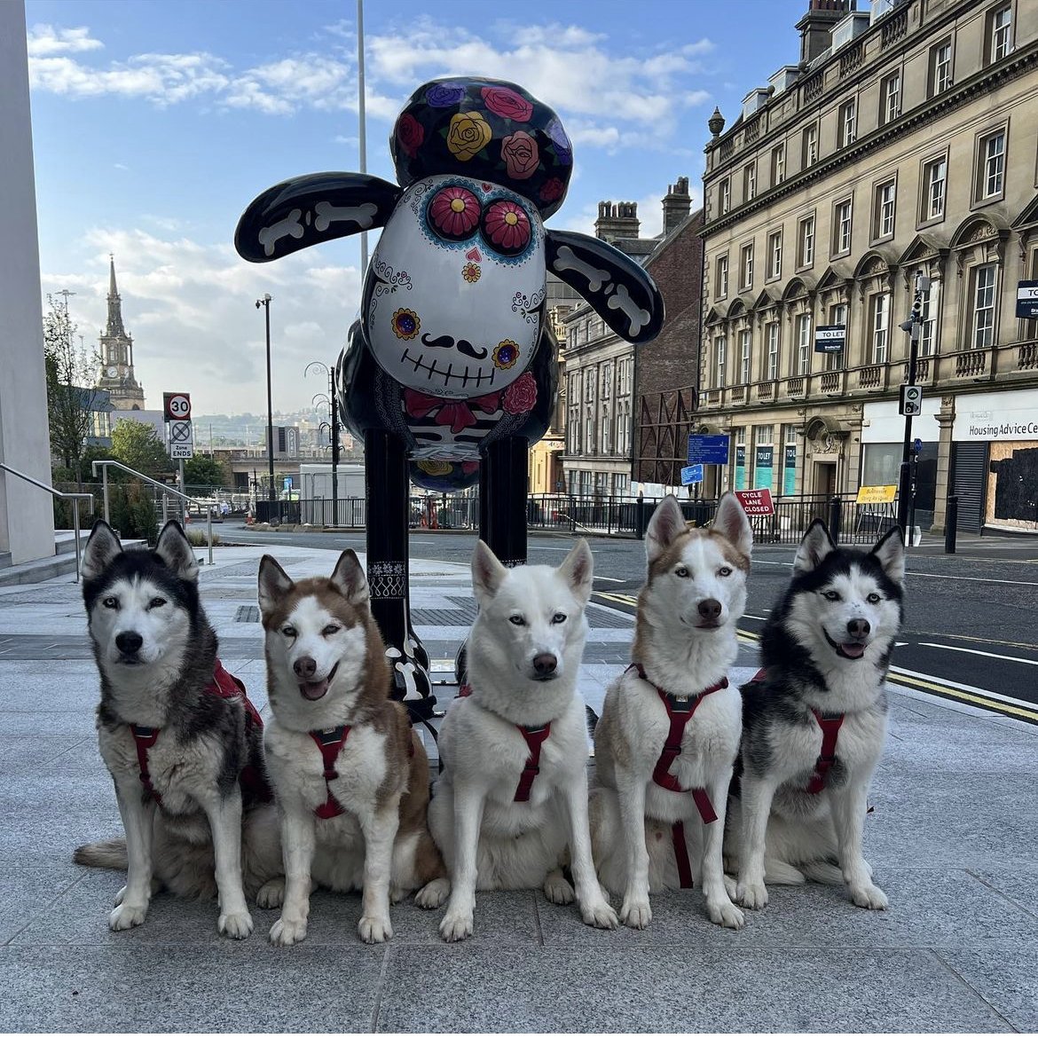 DACBeachcroft's tweet photo. Talk about having a doggone good time in #Newcastle! 
Big shout out to @teamwaddell for sharing this snap of DACB's Shaun of the Dead sheep over on @instagram (teamwaddell10)! 😍🐶 
Fab-EWE-lous! 🐏😆🙌@shaunthesheep  @shaunonthetyne #ShaunOnTheTyne @stoswaldsuk https://t.co/YxvmooEQWA