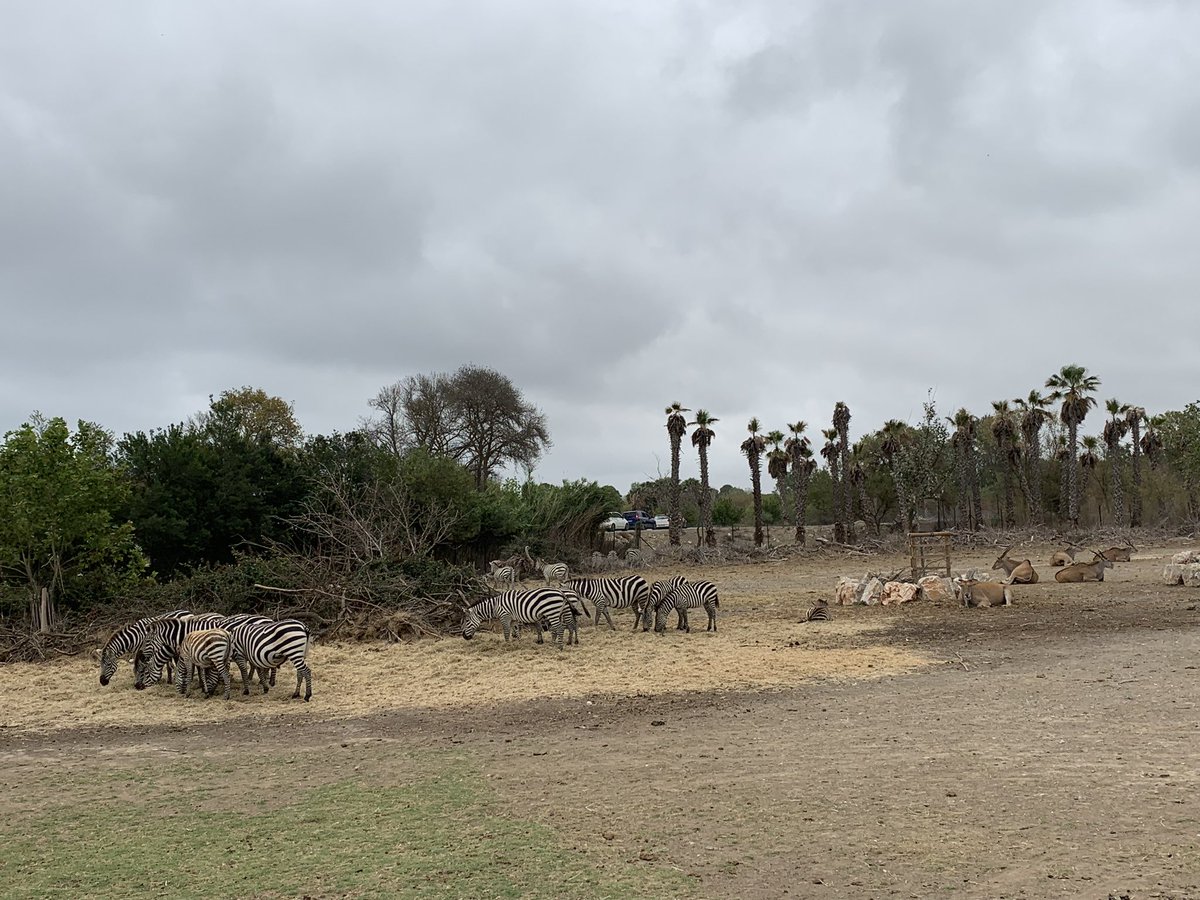 corazondemacho's tweet photo. Réserve Africaine de Sigean 
Plongez dans une expérience unique en réservant votre place dans notre réserve africaine. Vous aurez l'opportunité de découvrir de près les animaux dans leur environnement naturel. Une expérience inoubliable comme en plein cœur de l'Afrique. https://t.co/8w1TdIBvbR