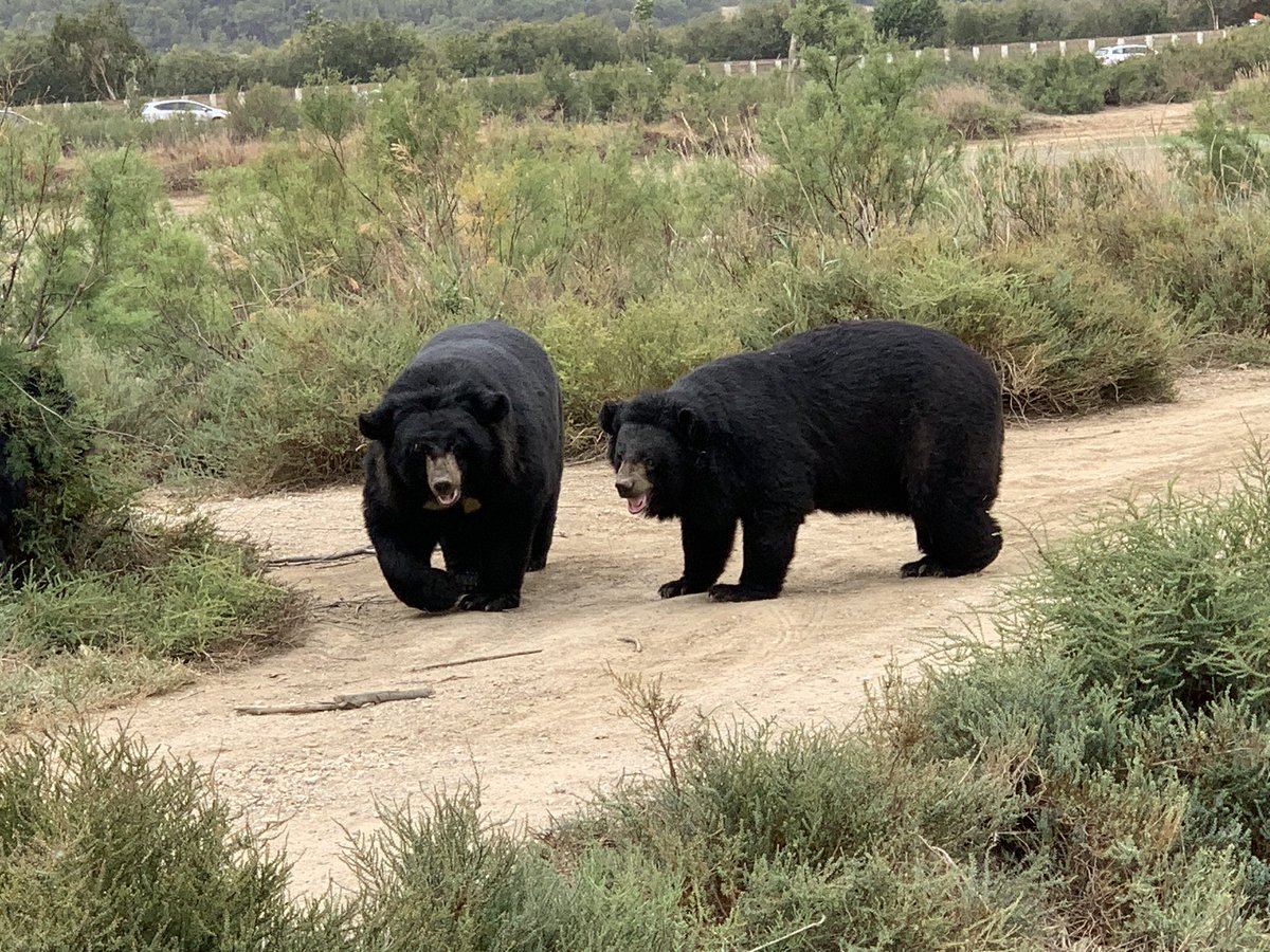 corazondemacho's tweet photo. Réserve Africaine de Sigean 
Plongez dans une expérience unique en réservant votre place dans notre réserve africaine. Vous aurez l'opportunité de découvrir de près les animaux dans leur environnement naturel. Une expérience inoubliable comme en plein cœur de l'Afrique. https://t.co/8w1TdIBvbR