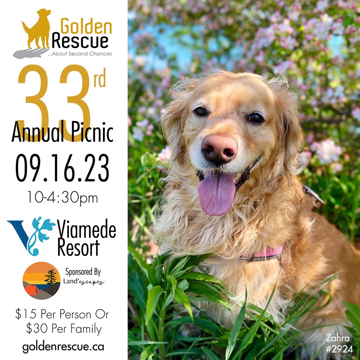 Save the date! Join us for our ANNUAL GOLDEN RESCUE PICNIC, Saturday, September 16th, 10 a.m. – 4:30 p.m. at the beautiful Viamede Resort. It promises to be as much fun as previous years! Click on the link to learn how to take part in this great event: bit.ly/3H6pYNz