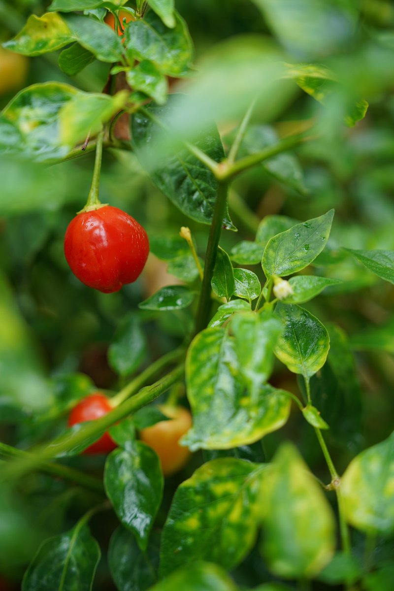GuoPeter's tweet photo. all kinds of chillies https://t.co/8FDujhjgvP