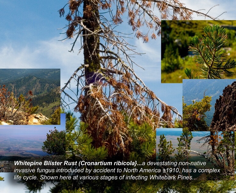 cliffcrego's tweet image. #backpackin #trekking Whitebark pines in the #WALLOWAS #EagleCapWilderness click in btwn 2200 &amp;amp; 3000 meters. 800 m. Is the whole show.

Learn to see WHITEPINE BLISTER RUST.
You’ll be amazed. Something you knew nothing about,
now:—everywhere…

#whitebarkpine #OREGON