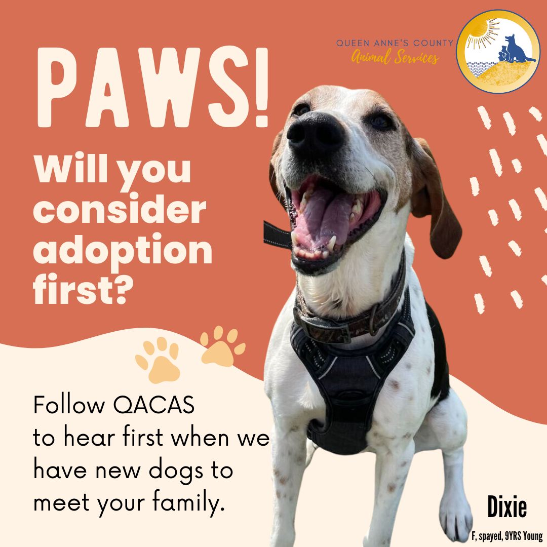 QACAnimals's tweet photo. PAWS for a moment and consider adopting your next family member from the local shelter. Adoption saves TWO lives, your new family member and the animal that can be saved thanks to the available space. Check out our adoptable animals: https://t.co/sI6II5m6Ur https://t.co/jbLQ6M1P2X