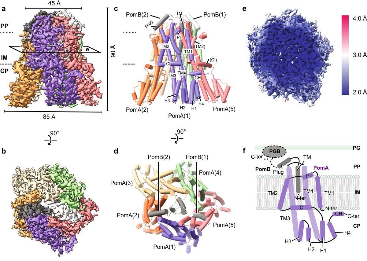 Nicholas M. I. Taylor Lab (@nmitaylorlab) on Twitter photo Our <a href="/NatureComms/">Nature Communications</a> paper on PomAB structure and function is out! Amazing work by <a href="/HaidaiHu/">haidai HU</a> and wonderful collaborations with <a href="/Salmo_Lab/">Marc Erhardt</a> <a href="/yongwangKU/">Yong Wang</a> & <a href="/WadhwaLab/">Navish Wadhwa</a>. <a href="/__jphilipp/">Philipp Popp</a> <a href="/MonicaSantiveri/">Mònica Santiveri</a> <a href="/yumengyan_/">严雨蒙</a> <a href="/AritzRoa/">Aritz Roa</a> <a href="/freddie__martin/">Freddie Martin</a> Zheyi Liu <a href="/UCPH_CPR/">CPRatUCPH</a> t.ly/QVjmE Our <a href="/NatureComms/">Nature Communications</a> paper on PomAB structure and function is out! Amazing work by <a href="/HaidaiHu/">haidai HU</a> and wonderful collaborations with <a href="/Salmo_Lab/">Marc Erhardt</a> <a href="/yongwangKU/">Yong Wang</a> & <a href="/WadhwaLab/">Navish Wadhwa</a>. <a href="/__jphilipp/">Philipp Popp</a> <a href="/MonicaSantiveri/">Mònica Santiveri</a> <a href="/yumengyan_/">严雨蒙</a> <a href="/AritzRoa/">Aritz Roa</a> <a href="/freddie__martin/">Freddie Martin</a> Zheyi Liu <a href="/UCPH_CPR/">CPRatUCPH</a> t.ly/QVjmE