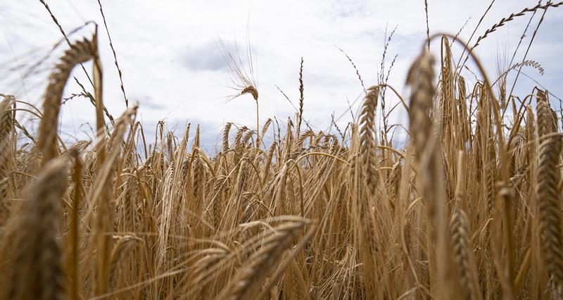 NFU members | Drought discussions dominate the latest meeting for the Cereals & Oilseeds Working Party of Copa-Cogeca. The @CropsBoard team reflect on the meeting and the experience in Brussels👉ow.ly/rz8L50PkQlA