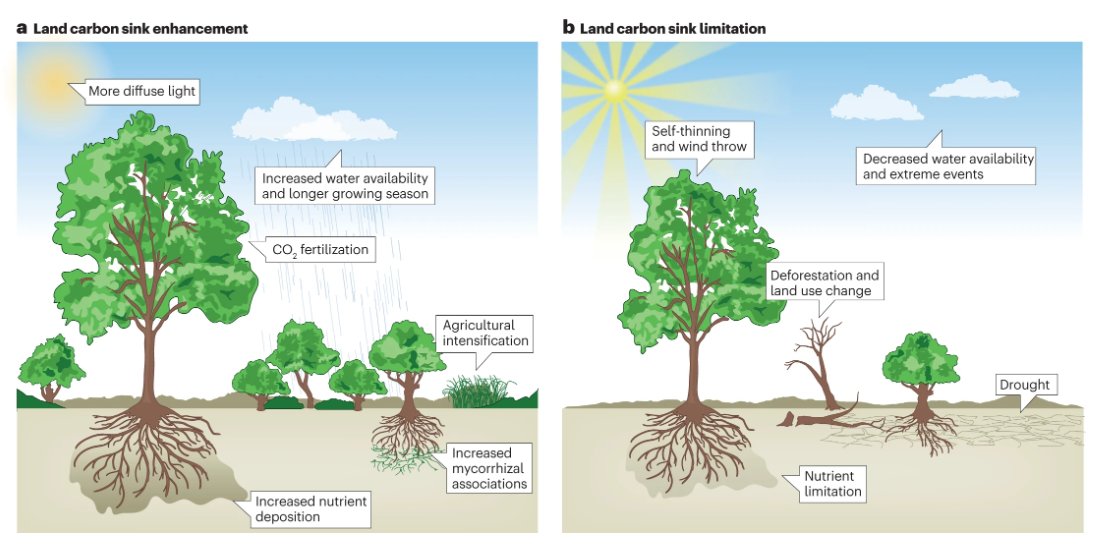 Evidence and attribution of the enhanced land carbon sink 🌳🌧️⛅️

A new Review by <a href="/sophie_ruehr/">Sophie Ruehr</a> et al. <a href="/trevorkeenan/">Trevor Keenan</a>  <a href="/YuZhou_Eco/">Yu Zhou</a> <a href="/xinchen_lu/">Xinchen Lu</a> @Ana__Bastos <a href="/pepcanadell/">Pep Canadell</a> <a href="/c_terrer/">César Terrer</a> 

Free to read for 2 weeks!
nature.com/articles/s4301…