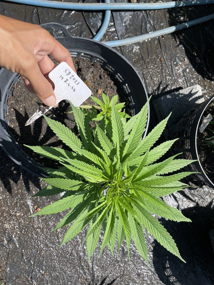 GodZilaz420's tweet photo. KD 2023 🇹🇭

#พัฒนากัญอย่างยั่งยืน #BsCannabis420 #กัญชา #กัญชาปราจีนบุรี #ปราจีนบุรี #บ้านสร้าง #บางกระเบา #ช่อดอกกัญชา #ดอกไม้  #คีฟ #og #organic #weed #kief #KD #syrup #Cannabis #greencrack #midgrade #topshelf #exotic #กัญชาไทย #KDKT #KDBT #Godfather https://t.co/yg3Qi6v1zI