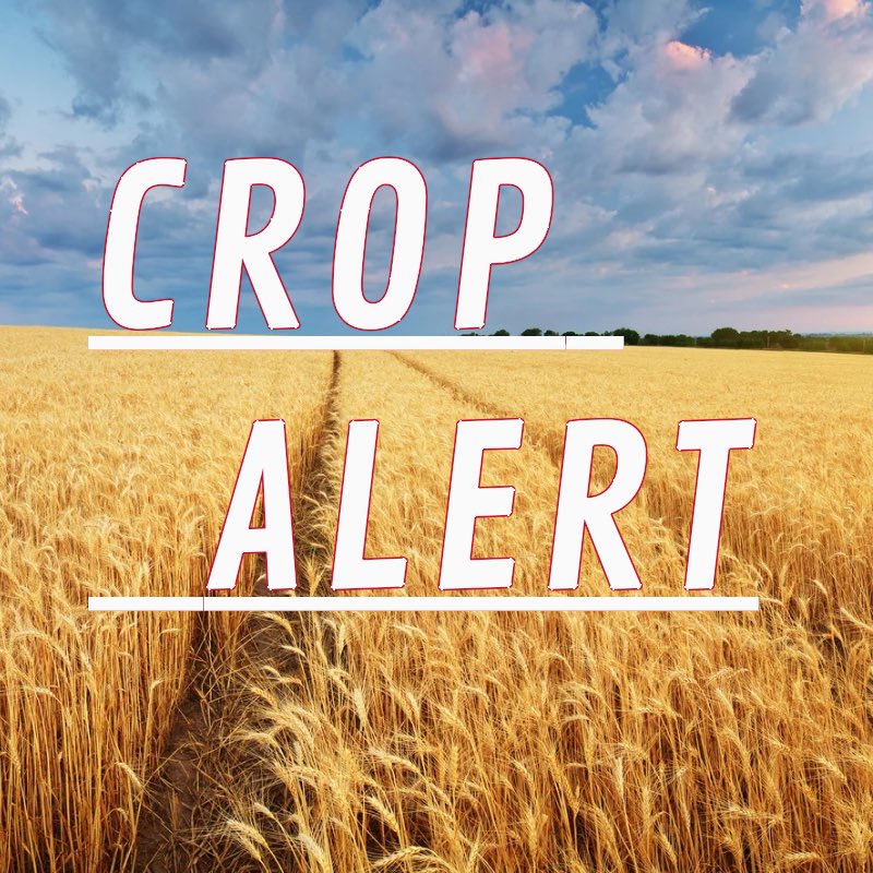 Check out the New Crop Alert! Link in the comments 🌾

blogs.cornell.edu/nwny-dairy-liv…