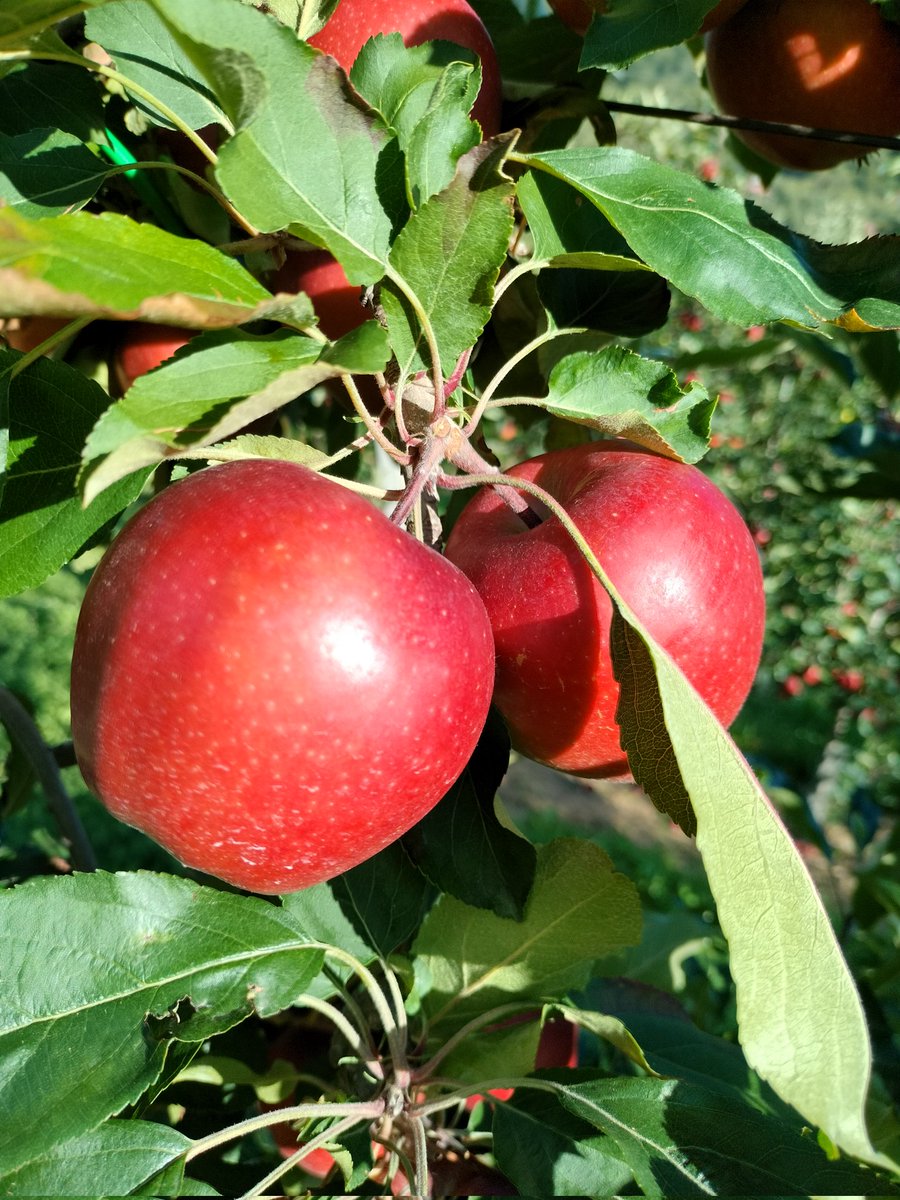 zaafoto's tweet photo. #valtellina https://t.co/6jizUue7Kj