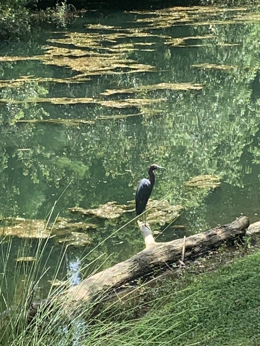 Realtor_CHS's tweet photo. Enjoying local wildlife on my morning walk. Love where you live! 
Charleston, SC. https://t.co/AbmSKnMQGN