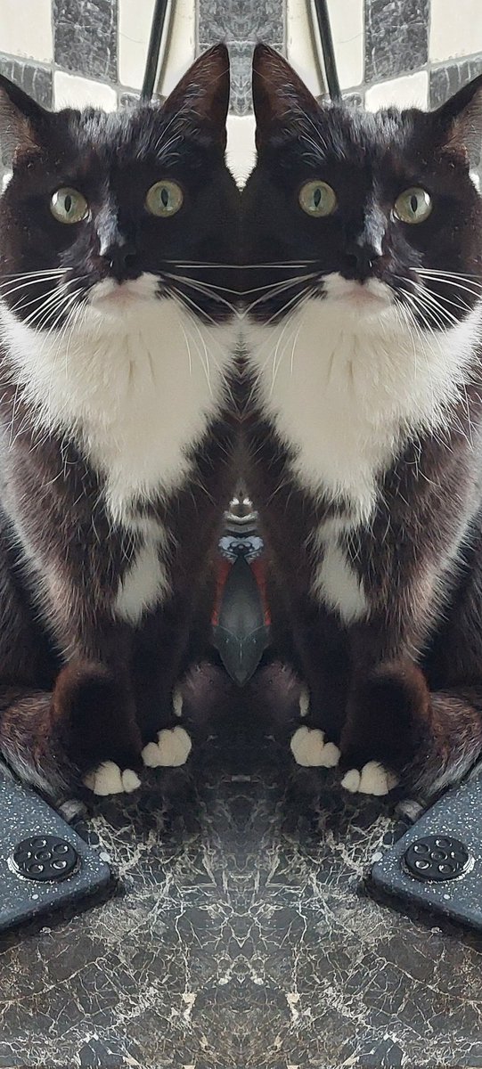 KeesjevanHoorn tweet media