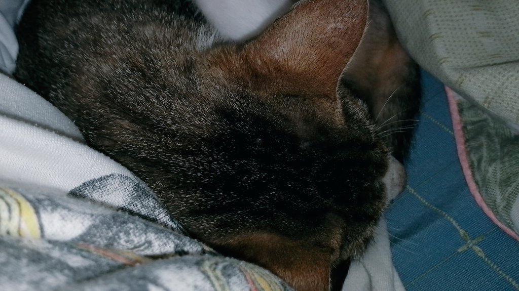 rappvisuals • open tweet media