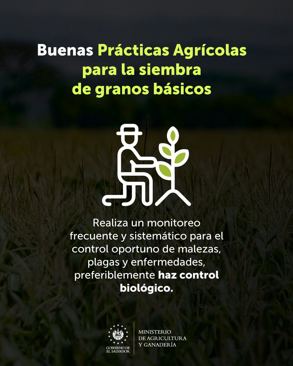 AgriculturaSV's tweet photo. Mantener un monitoreo frecuente y sistemático en tus parcelas te permitirá evitar o controlar la maleza, plagas o enfermedades que pueden afectar tus cultivos. https://t.co/oxriQgd1jE