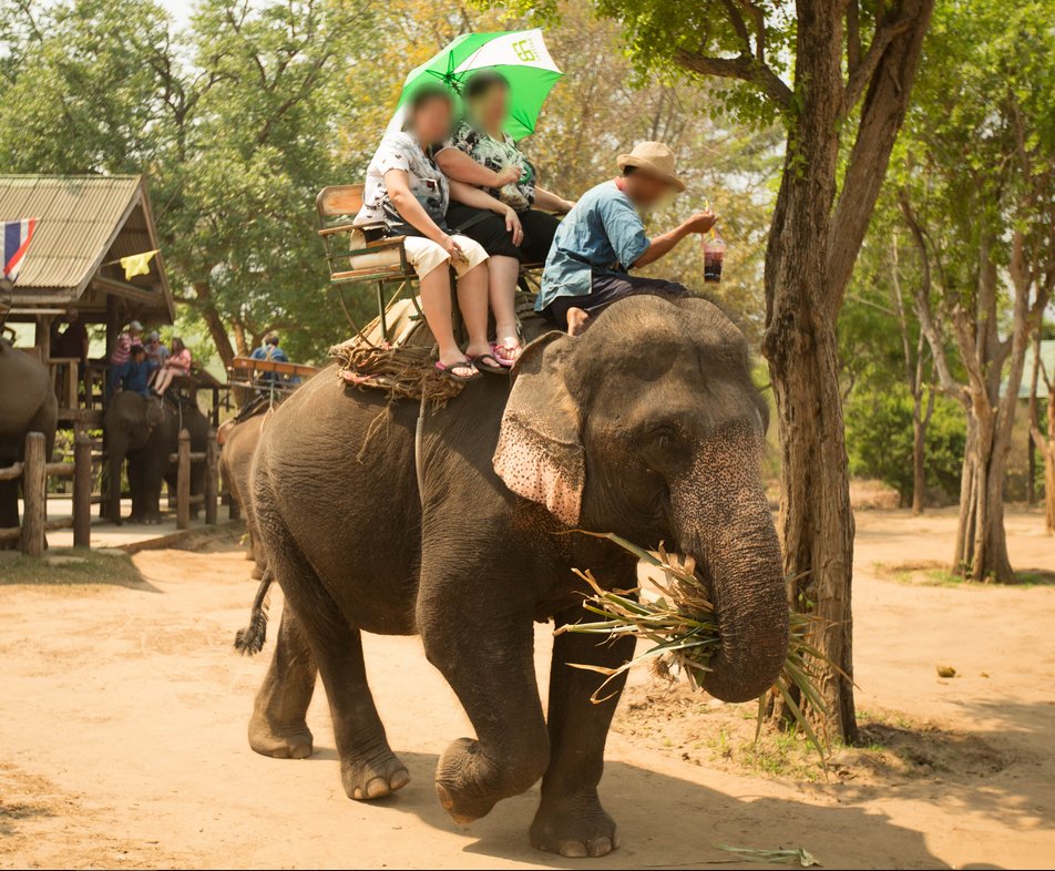 PETA_France's tweet photo. RAPPEL : la cruauté envers les animaux n'est PAS une attraction touristique. https://t.co/mcr9SQp7SZ