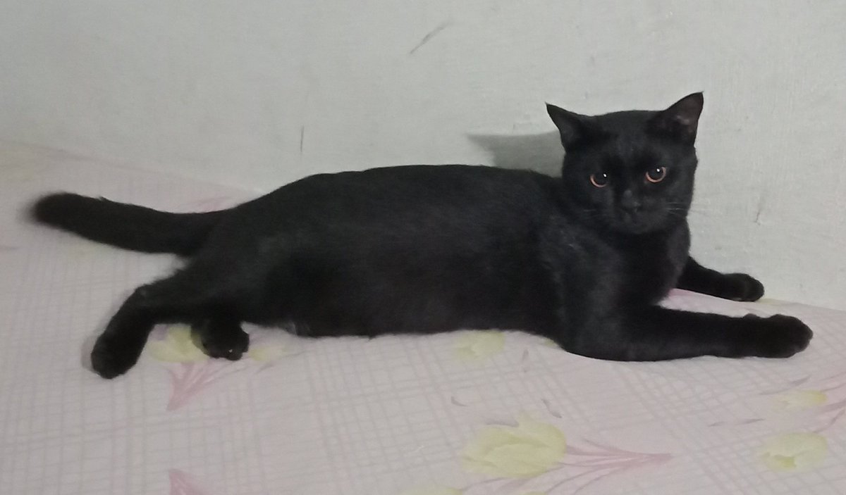 rosaliajp2's tweet photo. Si maung blacky 😢
Anak kucingku 😭 https://t.co/ETwh38Un75
