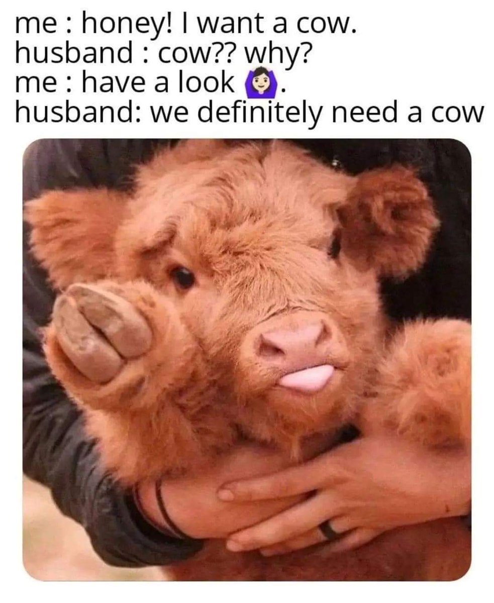 cowofusa's tweet photo. Do You Love Cow?😍 https://t.co/2QAETsDukK