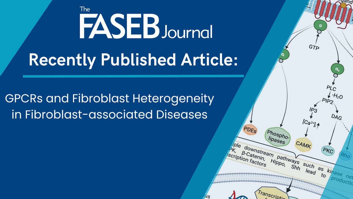 FASEB (@faseborg) on Twitter photo Recent review in #TheFASEBJournal highlights the importance of designing and modifying next-gen strategies and personalized medicine to get better therapeutic outcomes for #fibrosis and associated #malignancies. @jainManeeshjain <a href="/AparGanti/">Apar Kishor Ganti</a> ➡️ bit.ly/3rHsBk9 Recent review in #TheFASEBJournal highlights the importance of designing and modifying next-gen strategies and personalized medicine to get better therapeutic outcomes for #fibrosis and associated #malignancies. @jainManeeshjain <a href="/AparGanti/">Apar Kishor Ganti</a> ➡️ bit.ly/3rHsBk9