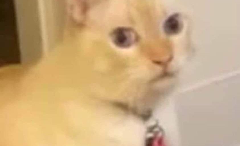 El taquero: Y todavía faltan los de aquel pendejo.

Yo: