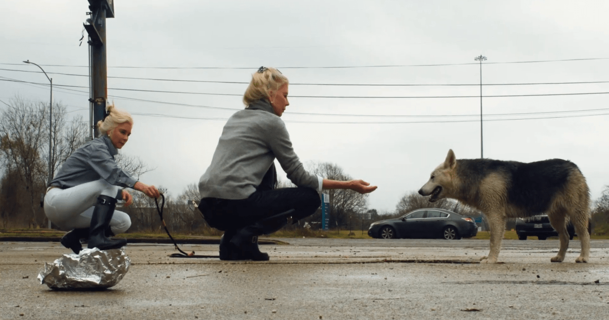 AndyVermaut's tweet photo. Andy Vermaut shares:Exclusive For the Animals Clip Previews Dog Rescue Documentary: ComingSoon is debuting an exclusive clip from For the Animals, a documentary about twin activists attempting to rescue stray dogs across the streets of… Thank you. https://t.co/qzKwneam2f https://t.co/5n1lNG6KLK