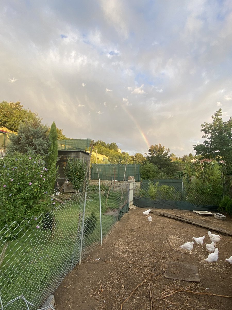 Günü gök kuşağı işe tamamlıyoruz. Dün aynı saatte 36°C idi. Şimdi 21 °C. Çok güzel yağmur yağmış bahçe sulanmış. Yeni Tintet cinsi ferikleri kümese biraz önce bıraktım. 1 aya yumurtlayacaklarını umuyorum. Domatesler de geliyor. Menemen yaparız artık.