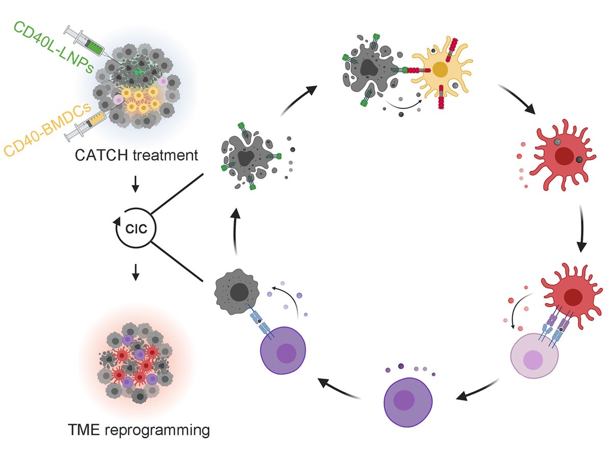 yizhoudonglab's tweet photo. CATCH cancer cell and induce long-term antitumor immunity! Congratulations to the collaborative team on this exciting work! @NatureNano @IcahnInstitute @SinaiImmunol @TischCancer @osu_pharmacy 

https://t.co/nag2L32Flk https://t.co/7YZQ9UxWOc