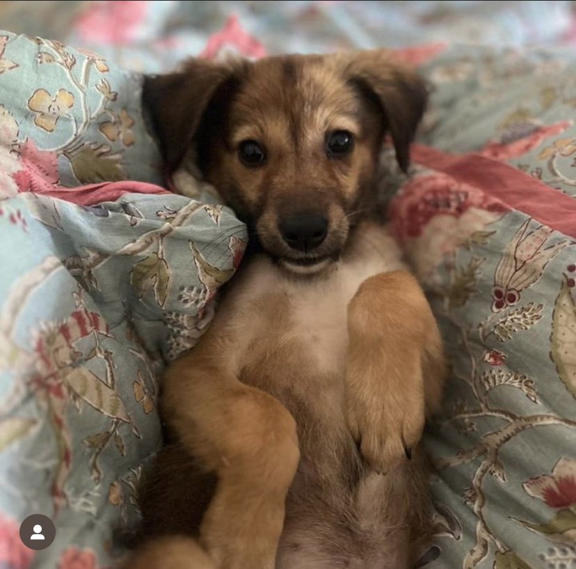 GitanjaliDas89's tweet photo. Kiara is up for adoption in #Delhi #DelhiNCR She is a healthy two and a half month old girl! If you wish to adopt her pls let me know and I will connect you to her rescuer! Else pls RT as you spreading the word can help find her forever home! #India #adoptdontshop #adoptme https://t.co/s3U59LtwkB