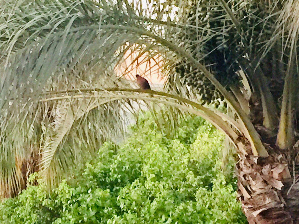hananebeed1's tweet photo. منذ قليل .. قبيل الغروب .. كينج مريوط 🇪🇬♥️🇪🇬 مصر #تصويري https://t.co/LqQjS2IZAp