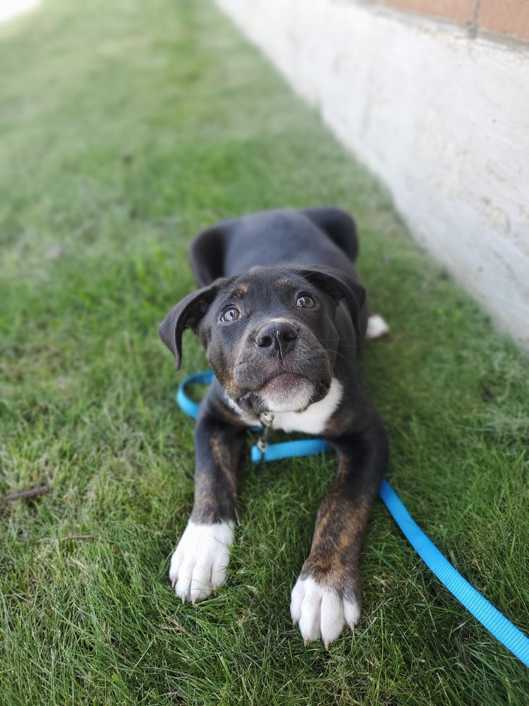 Frank is 3 months old &amp; 23lbs of CUTE! He’s a staffy mix looking for his furever home! Frank is learning more &amp; more every day. Adopt him at: petlover.petstablished.com/pets/public/17…
#AdoptDontShop #goodboy #puppy #untiltherearenone #dogsofgr #tweet #retweet #trend