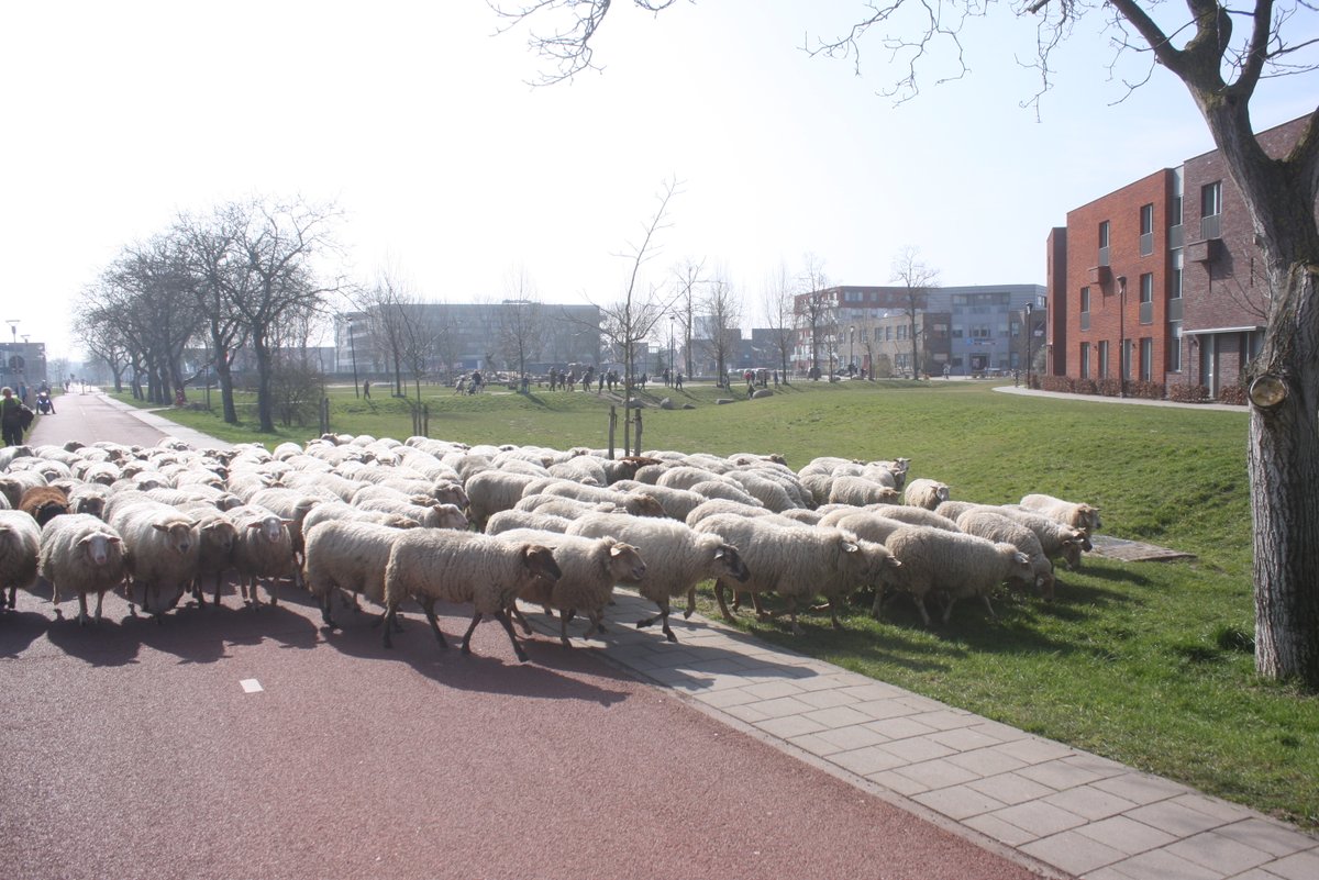 Bart Willers (@bartwillers) on Twitter photo Loop morgen mee met onze trektocht met kleine 400 ooien <a href="/Op_Dreef_/">Natuur- en Landschapsbeheer Op Dreef</a>! Ca 22 km van Groesbeek-De Horst via Beek-Ubbergen, Waalkade en Snelbinder naar Sportpark Ressen <a href="/LingewaardGem/">Gemeente Lingewaard</a> <a href="/gem_Nijmegen/">Gemeente Nijmegen</a> <a href="/bergendalgem/">Gemeente Berg en Dal</a> <a href="/DGRijkvNijmegen/">DG Rijk van Nijmegen</a> <a href="/thedmaasDG/">thed maas</a> <a href="/kiekdor/">kiekdor</a>. Zaterdag door naar <a href="/gemeentearnhem/">Gemeente Arnhem</a> Loop morgen mee met onze trektocht met kleine 400 ooien <a href="/Op_Dreef_/">Natuur- en Landschapsbeheer Op Dreef</a>! Ca 22 km van Groesbeek-De Horst via Beek-Ubbergen, Waalkade en Snelbinder naar Sportpark Ressen <a href="/LingewaardGem/">Gemeente Lingewaard</a> <a href="/gem_Nijmegen/">Gemeente Nijmegen</a> <a href="/bergendalgem/">Gemeente Berg en Dal</a> <a href="/DGRijkvNijmegen/">DG Rijk van Nijmegen</a> <a href="/thedmaasDG/">thed maas</a> <a href="/kiekdor/">kiekdor</a>. Zaterdag door naar <a href="/gemeentearnhem/">Gemeente Arnhem</a>