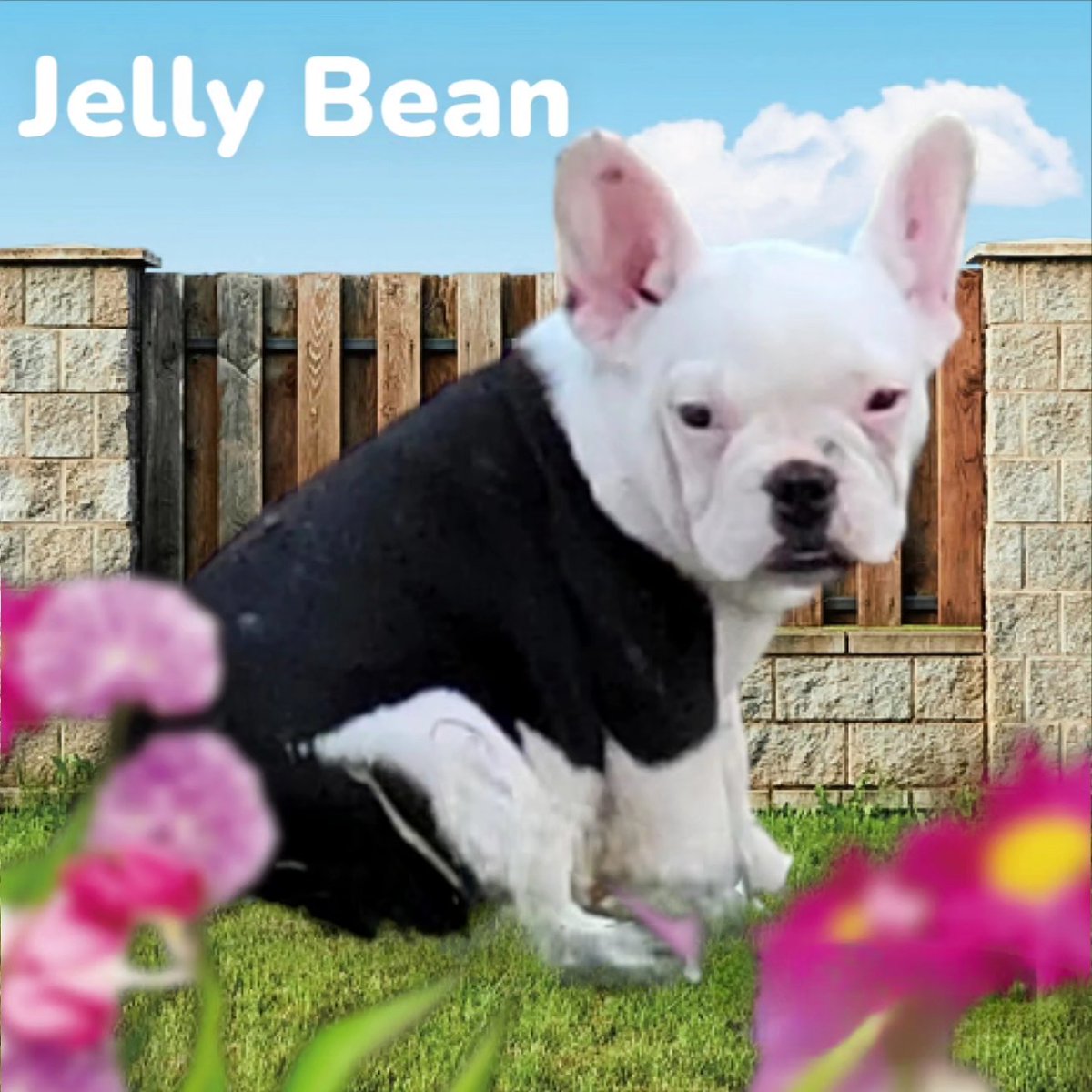 FurpectFrenchie's tweet photo. These 3 are so precious. They have the best little personalities, love belly rubs, love to play, absolutely love cuddles and snuggles, and most of all want to be your best friend in the whole wide world!!

https://t.co/74pWm24YX5 https://t.co/NaF74In3jc