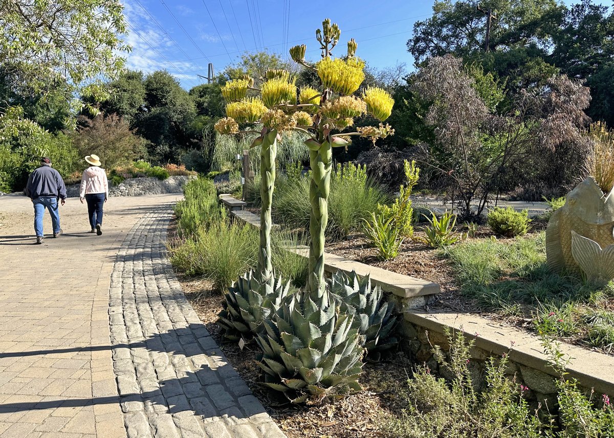DescansoGardens's tweet photo. We've got #Agave blooms! 🥬 These cabbage head agaves at #CenterCircle have been fascinating visitors with their rapidly-growing stalks over the past few weeks. https://t.co/UpTRcxWIoj