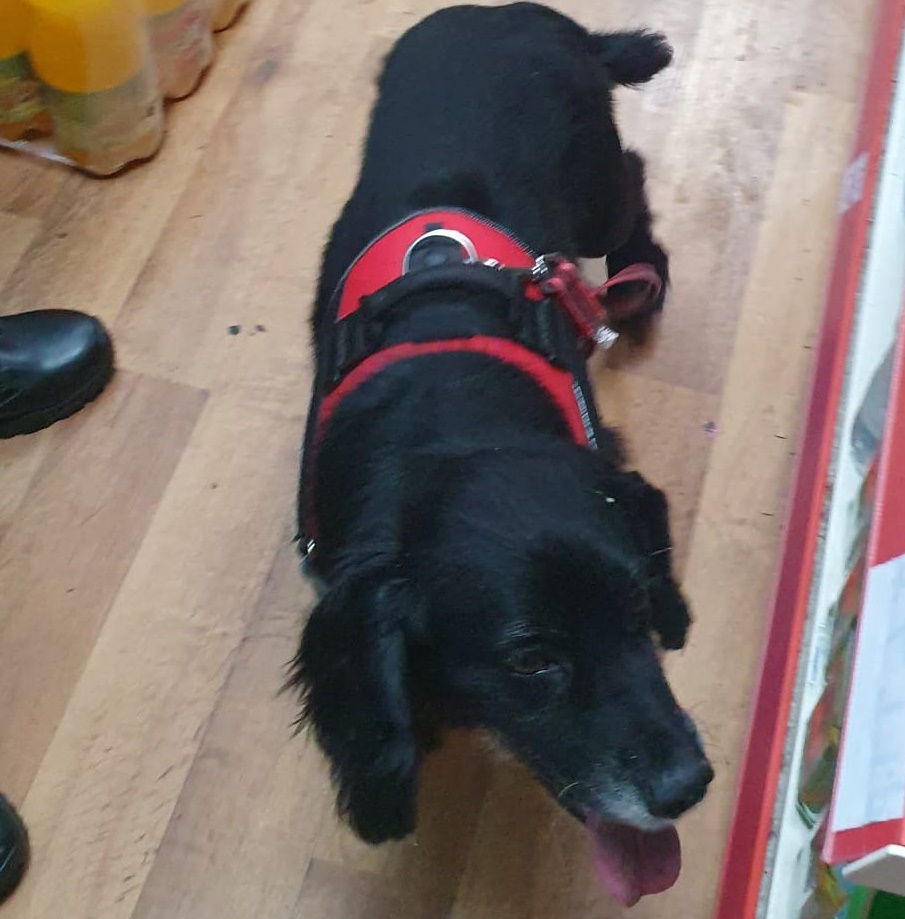NottmCityTS's tweet photo. Today @NottmCityTS with @RadfordRdCops and our friend โJackoโ carried out inspections and seized a large amount of illegal cigarettes & vapes from shops in Radford & Hyson Green.
If you know about sales of illegal tobacco, report to @CrimestoppersUK on 0800555 111 #OpCeCe https://t.co/AFnBYbfjO6