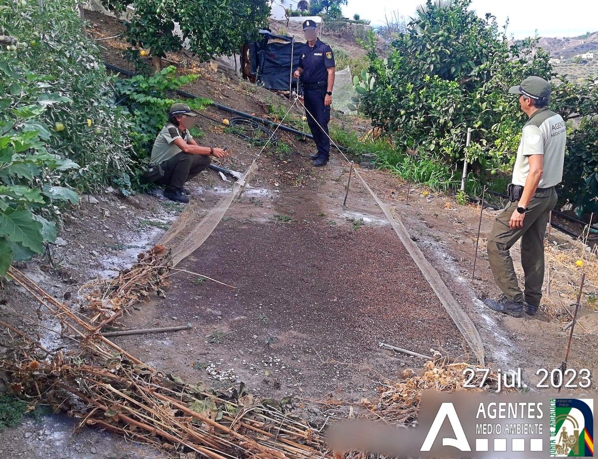 Tras semanas de investigación de Agentes Medio Ambiente #AAMM, intervención hoy con <a href="/policiandalucia/">Policía Nacional Adscrita a Andalucía</a> en municipio de #Málaga desmantelando capturadero y voladero asociado.
🪶26 jilgueros, 1 verderón, 1 verdecillo, 1 pardillo y 1 lúgano se chequean y liberan.
Se tramita denuncia📝