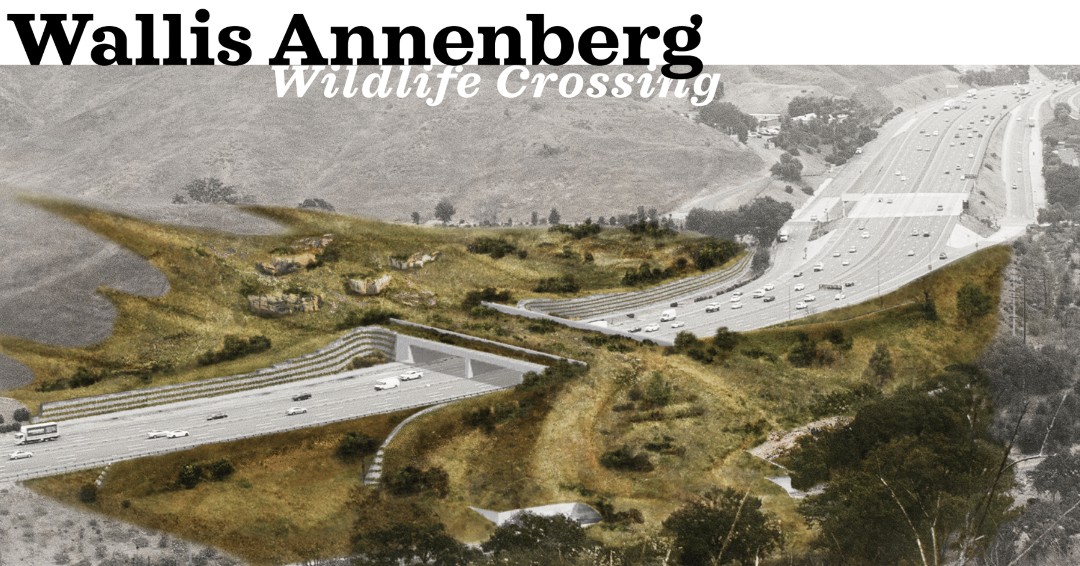 SBWildlifeCare's tweet photo. In the spirit of the upcoming Wild Talk on July 31st: The Life and Legacy of P-22, we want to share more about the Wallis Annenberg Wildlife Crossing project. To learn more &amp; get tickets check out the link in our bio. 

Photo credit: Annenberg Foundaiton

#wildtalks #bethpratt https://t.co/oTUZQuj0D4