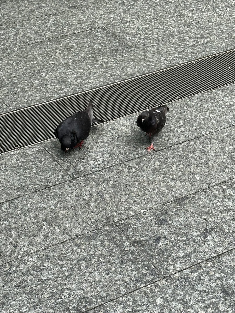 Visiting NYC for the first time in 10 years and as soon as I saw a pigeon I immediately thought of <a href="/Schubes17/">Mike Schubert</a> and the Pro-Pigeon Podcast! Way better than seagulls amiright?!