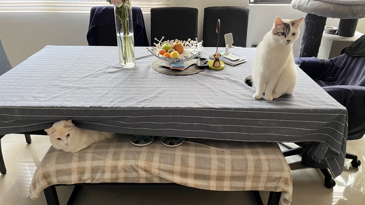 CottyChief's tweet photo. Holaaa amigos. Nos extrañaron? Aquí seguimos, dando lata y comiendo lata 🐱🐾🐟 #CatsOfTwitter #Chepe #Cotty #Comelones #NoEstamosGorditos #GorditosYBonitos #FueraDelAlcanceDeKarencita https://t.co/zGojlz3jXK