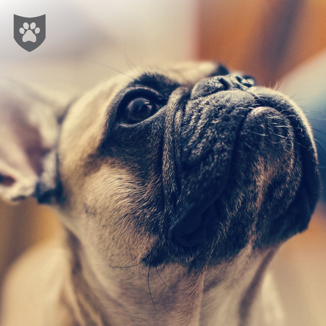 PetShieldInsure's tweet photo. That feeling when your dog looks up to you ❤️
(literally and figuratively)
#DogPhotography https://t.co/dgMRzIjZJv