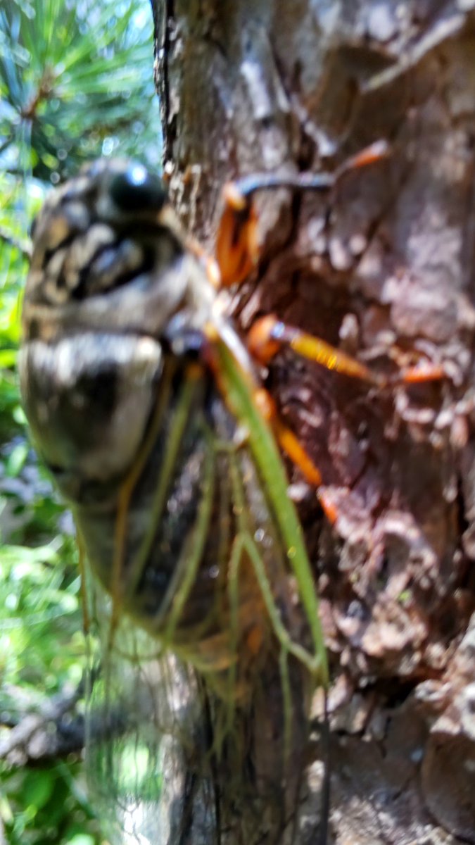 早朝から大合唱。一生懸命さが伝わる。